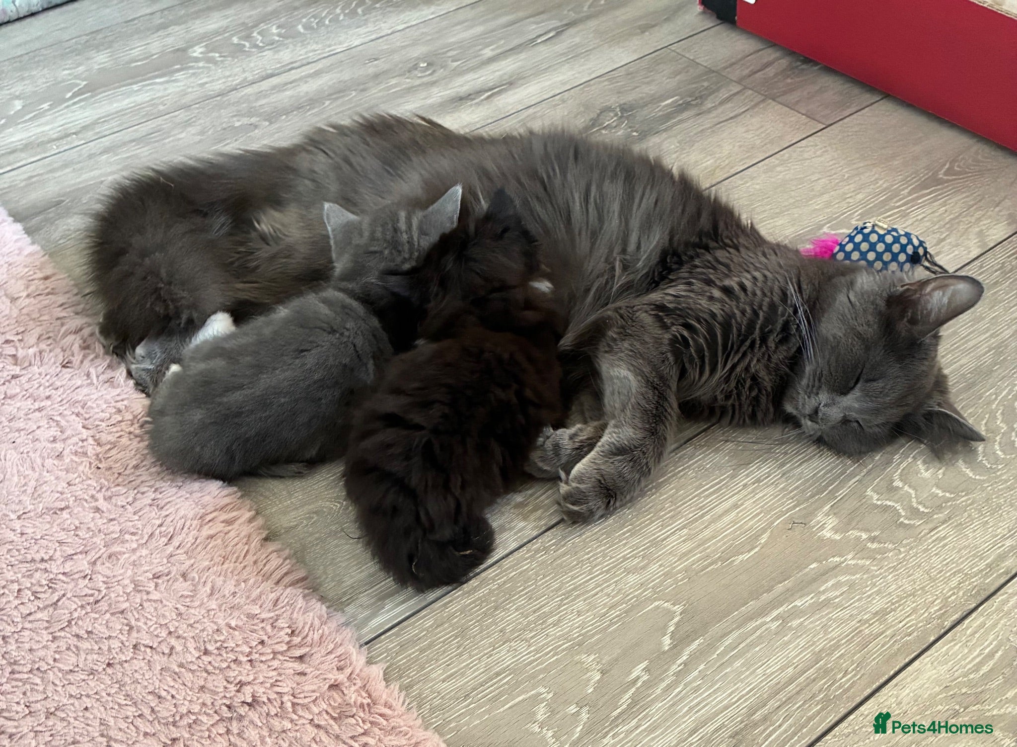 British Longhair cats 5 stunning kittens  - Advert 3