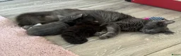 British Longhair cats for sale: 5 stunning kittens  - Advert 1