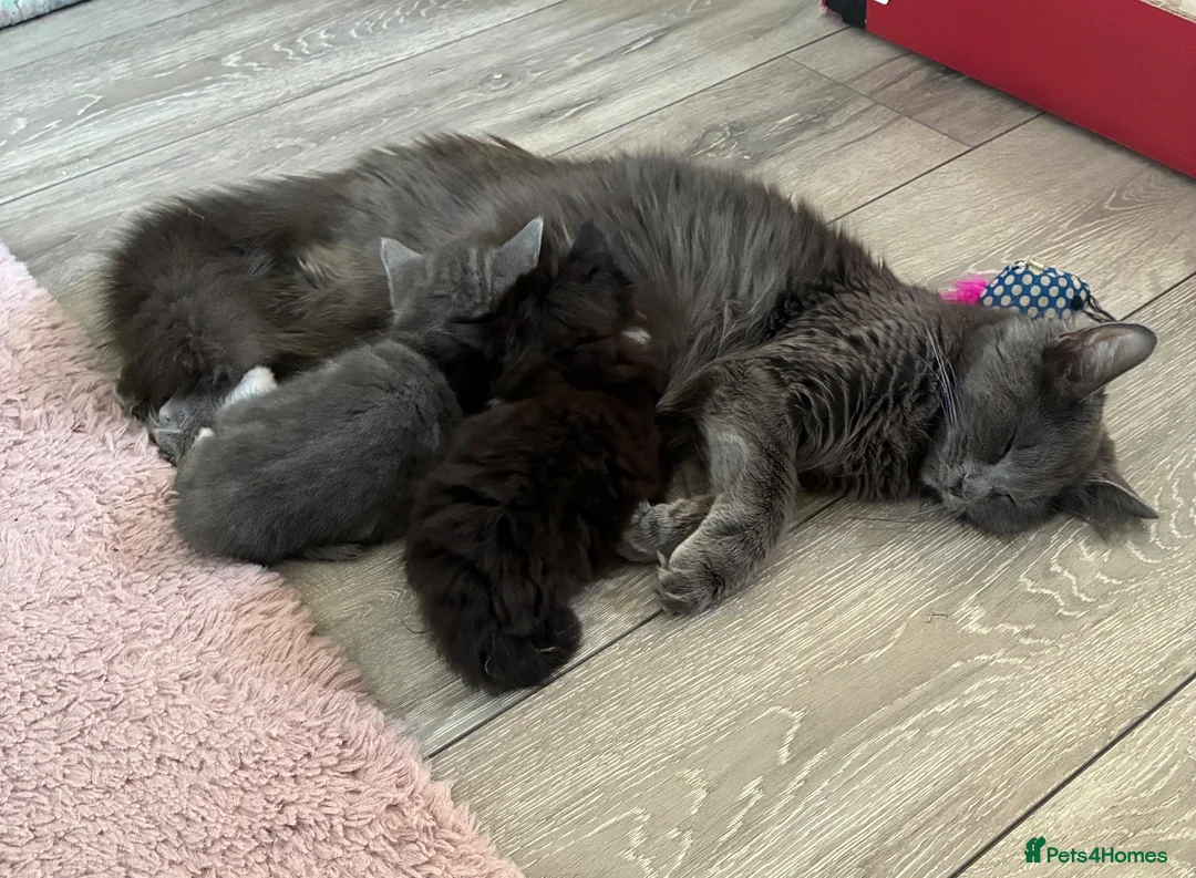 British Longhair cats for sale: 5 stunning kittens  - Advert 1
