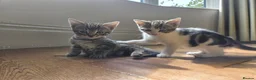 Mixed Breed cats for sale: 21 weeks old Sister and Brother Kittens  in Manchester - Advert 2