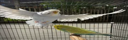 Budgerigars birds for sale: Violet dilute budgie hen in London - Advert 3