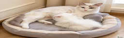 Ragdoll cats for sale: RAGDOLLS BICOLOUR BOY BLUE EYES READY NOW  - Advert 5