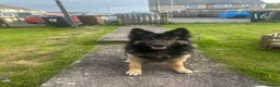 German Shepherd dogs for stud: Bear  in Egremont - Advert 5