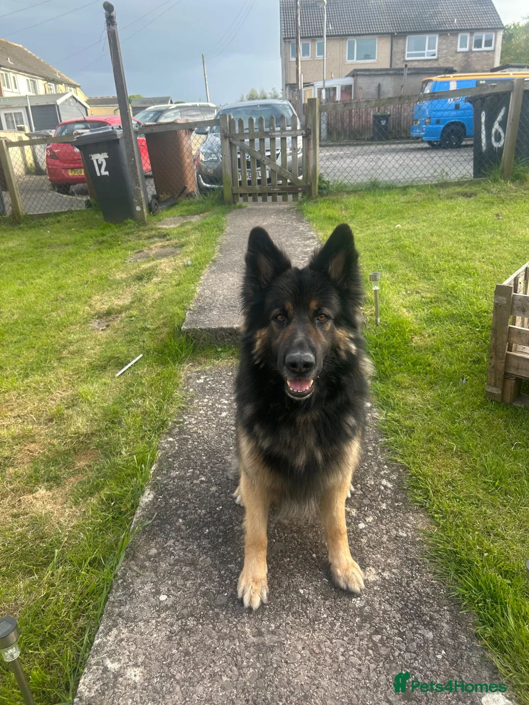 German Shepherd dogs for stud: Bear  in Egremont - Advert 5