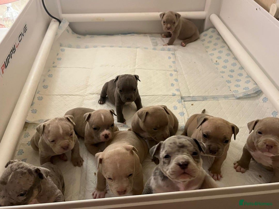 American Bull Staffy dogs for sale: 10 pocket bully - Advert 25