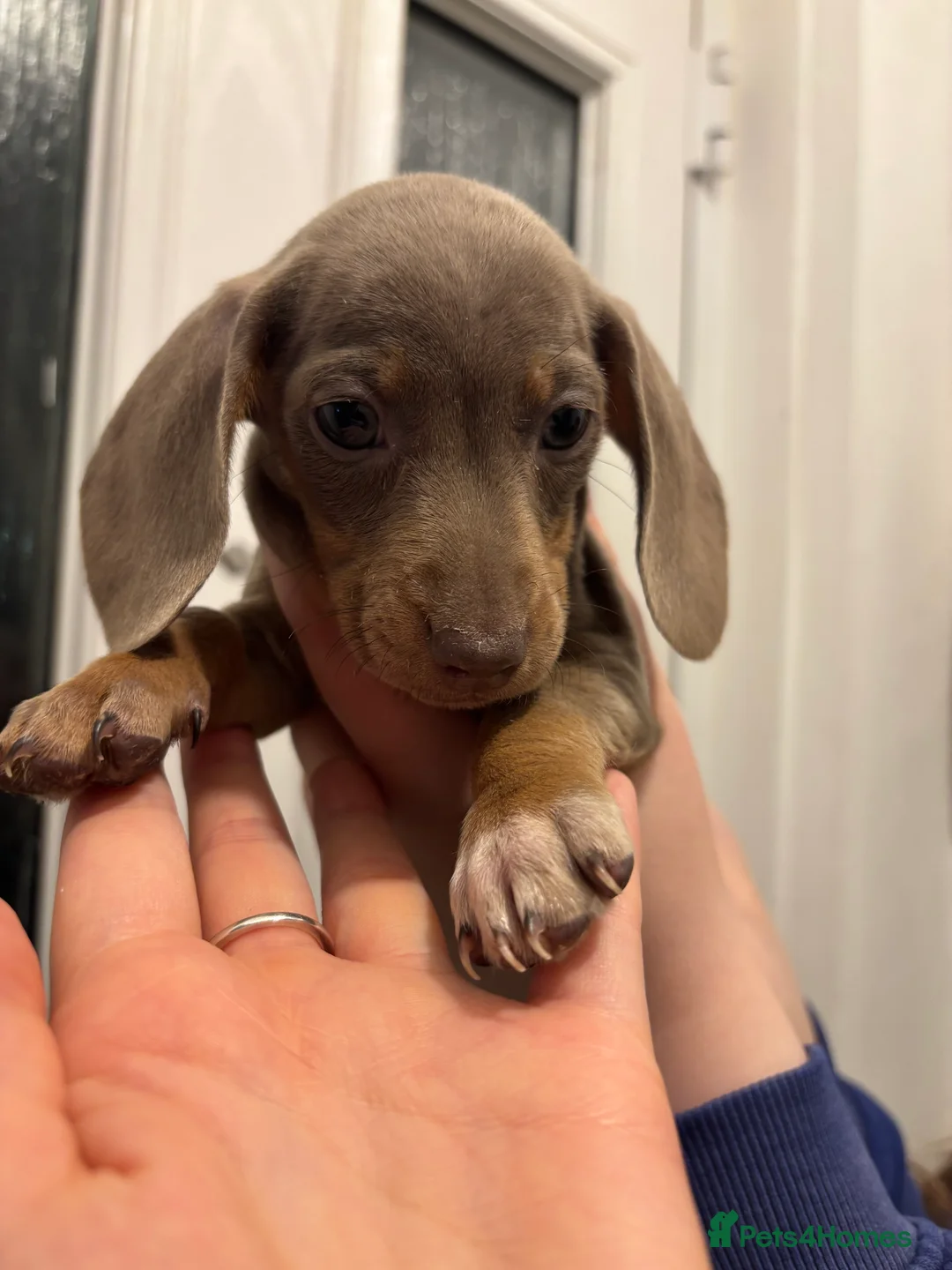 Dachshund dogs for sale: Dachshund looking for forever home  - Advert 3