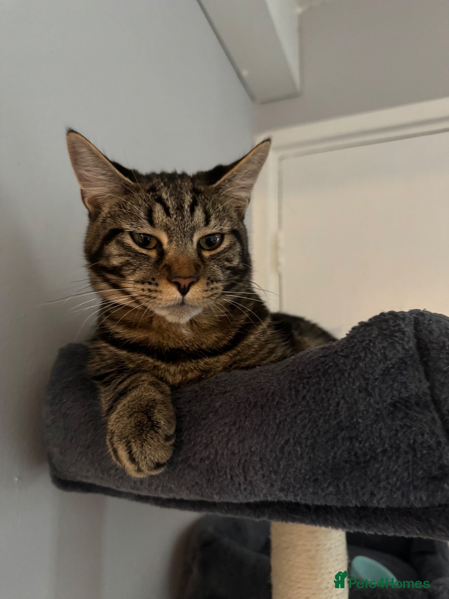 Mixed Breed cats Dexter needs a loving home! - Advert 3