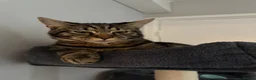 Mixed Breed cats for sale: Dexter needs a loving home! - Advert 1