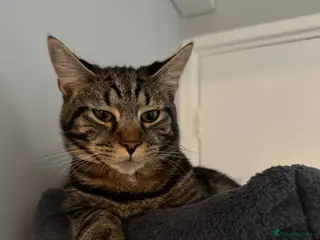 Mixed Breed cats Dexter needs a home asap✨ - Advert 17