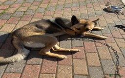 German Shepherd dogs for sale: German Shepherd available for collection - Image 2
