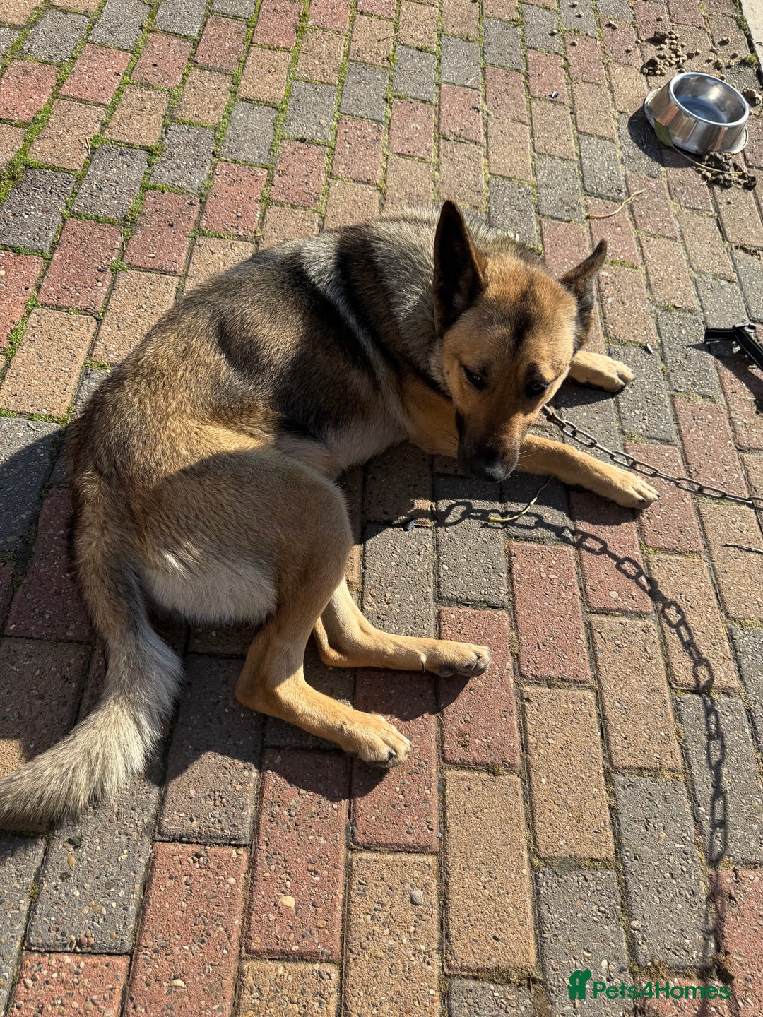 German Shepherd dogs for sale: German Shepherd available for collection - Image 2