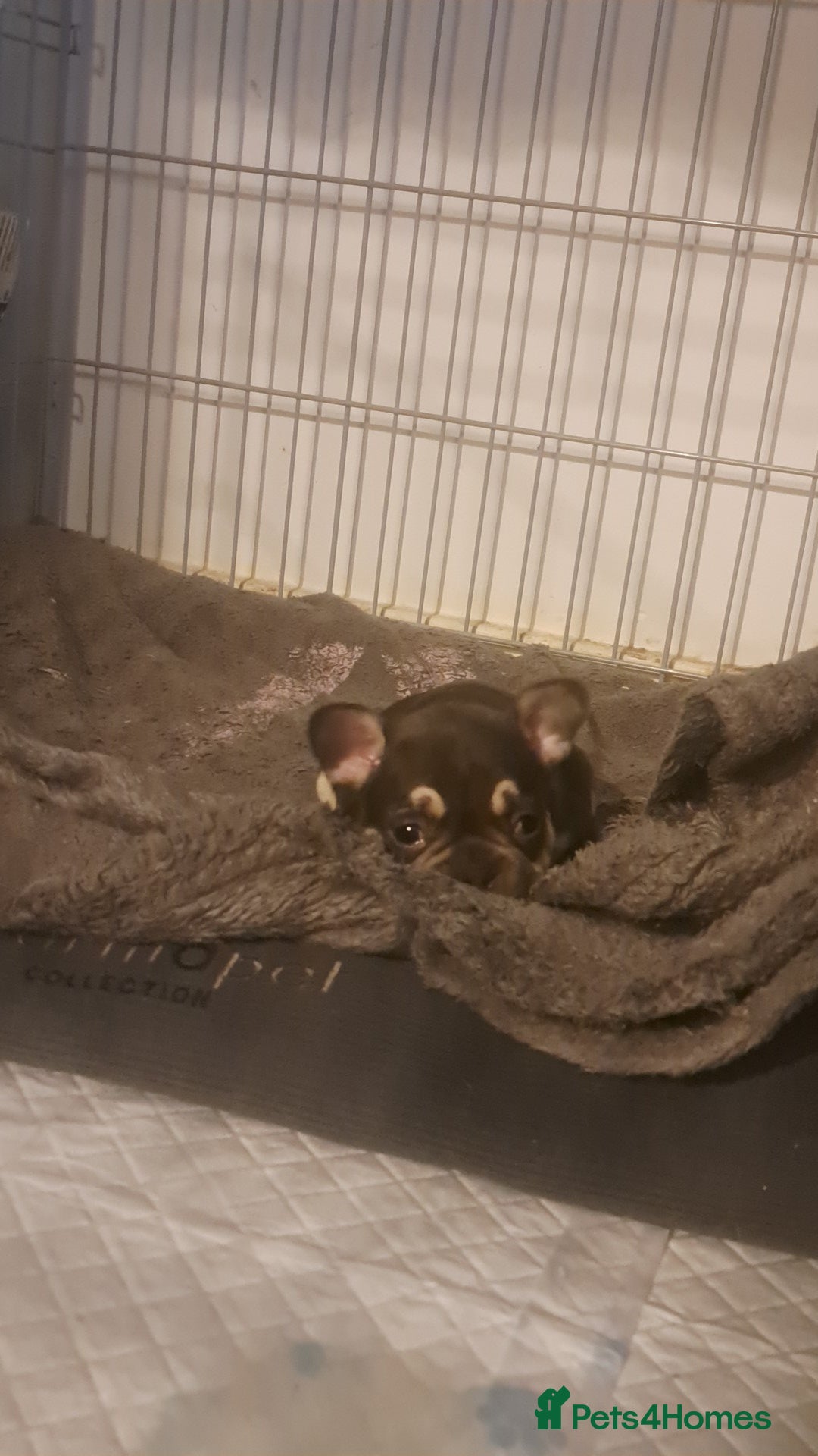 French Bulldog dogs for sale: French bulldog puppies  - Advert 14