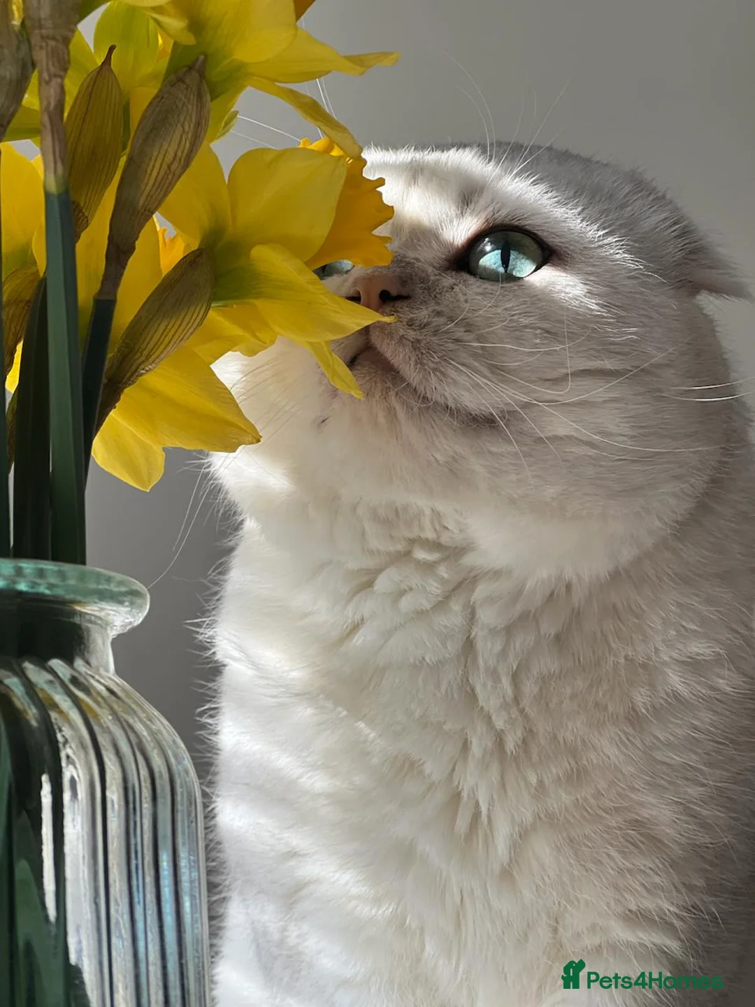 Scottish Fold cats for stud: 💎 Rare Silver Scottish Fold Stud Service in Cambridge - Advert 3