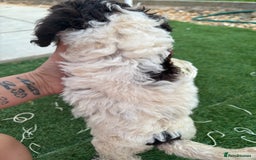 Cockapoo dogs for sale: F2  cockapoo puppies  - Image 14