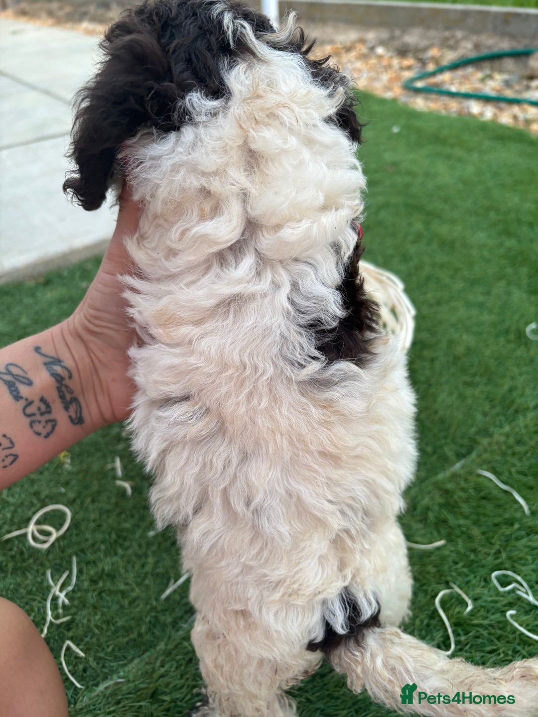 Cockapoo dogs for sale: F2  cockapoo puppies  - Image 14