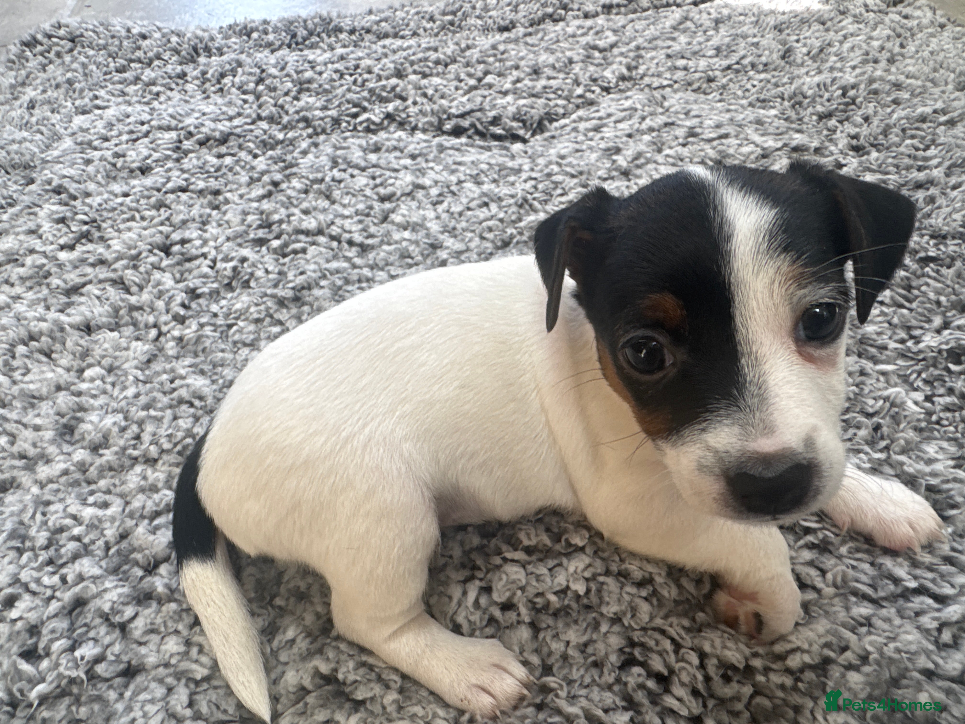Jack Russell dogs 4 beautiful Jack Russell puppies for sale - Advert 17