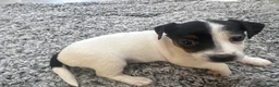 Jack Russell dogs for sale: 4 beautiful Jack Russell puppies for sale in Market Rasen - Advert 1