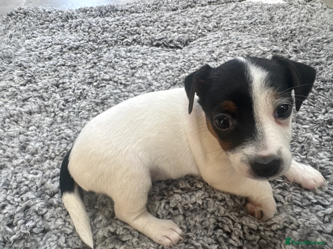 Jack Russell dogs for sale: 4 beautiful Jack Russell puppies for sale in Market Rasen - Advert 1
