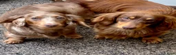 Miniature Dachshund dogs for sale: Dachshund miniature long hair  - Advert 26
