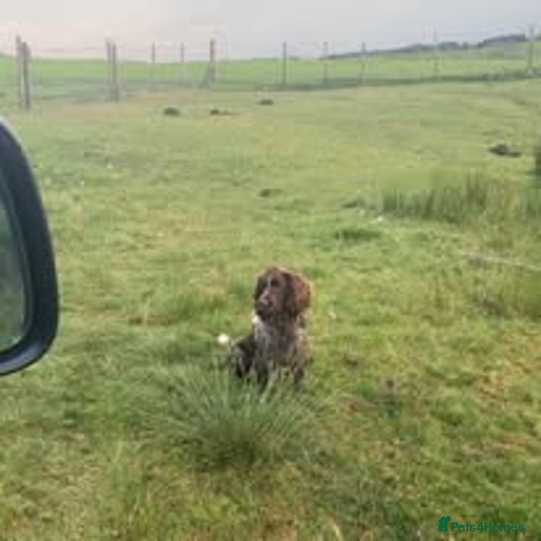 Mixed Breed dogs for sale: The Perfect Family Mid-Sized Pet - Sprocker X Rott - Image 11
