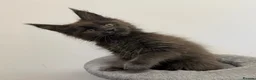 Maine Coon cats for sale: Pedigree GCCF Russian Kazakhstan import line - Advert 4