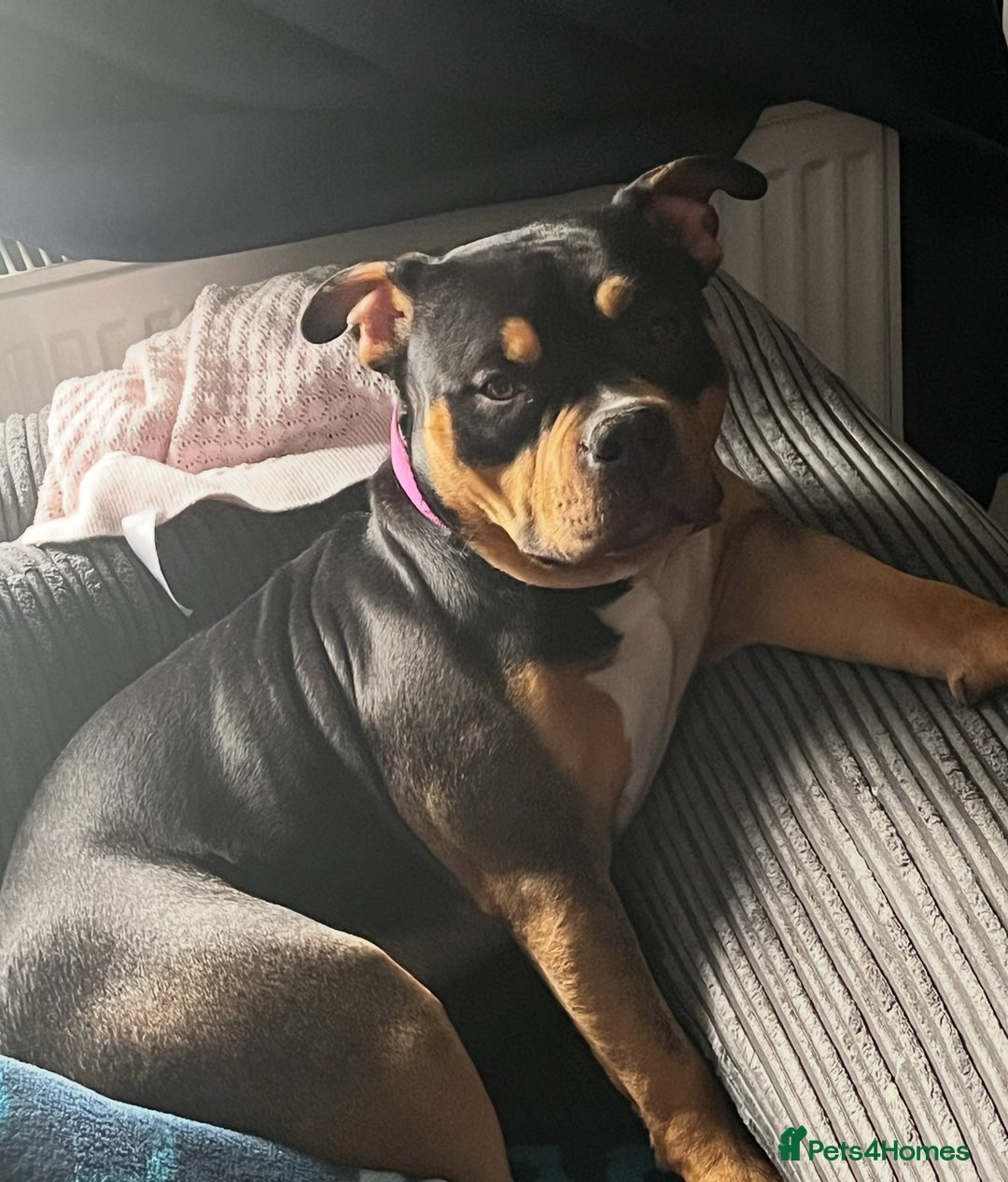 Mixed Breed dogs for sale: Ready to leave mixed breed pups  - Advert 2