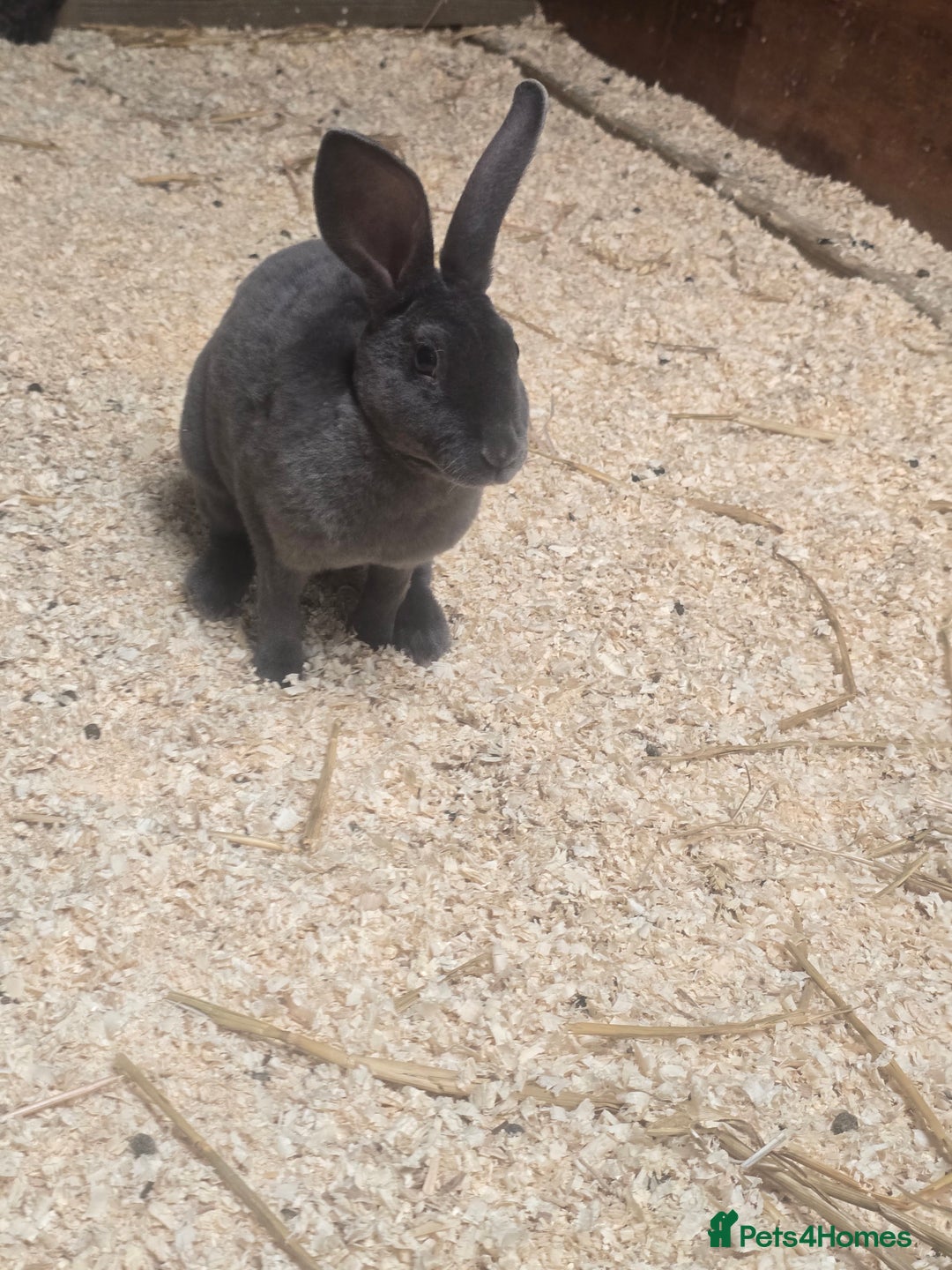Rex rabbits for sale: Velvet Rex Rabbits  - Image 4