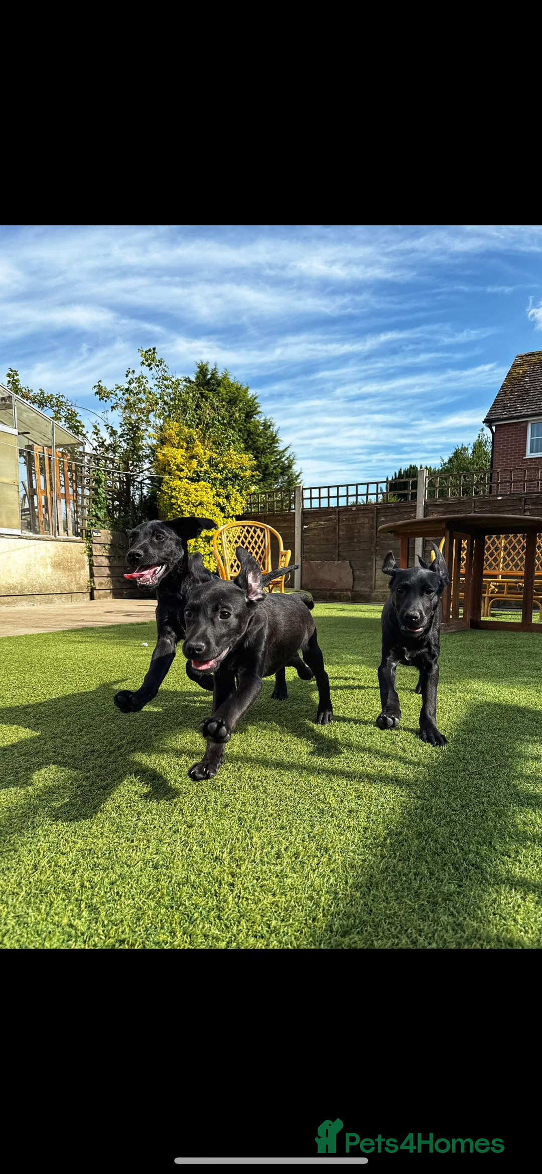 Labrador Retriever dogs for sale: Stunning litter of Black Labrador puppies  in Lydbury North - Image 13