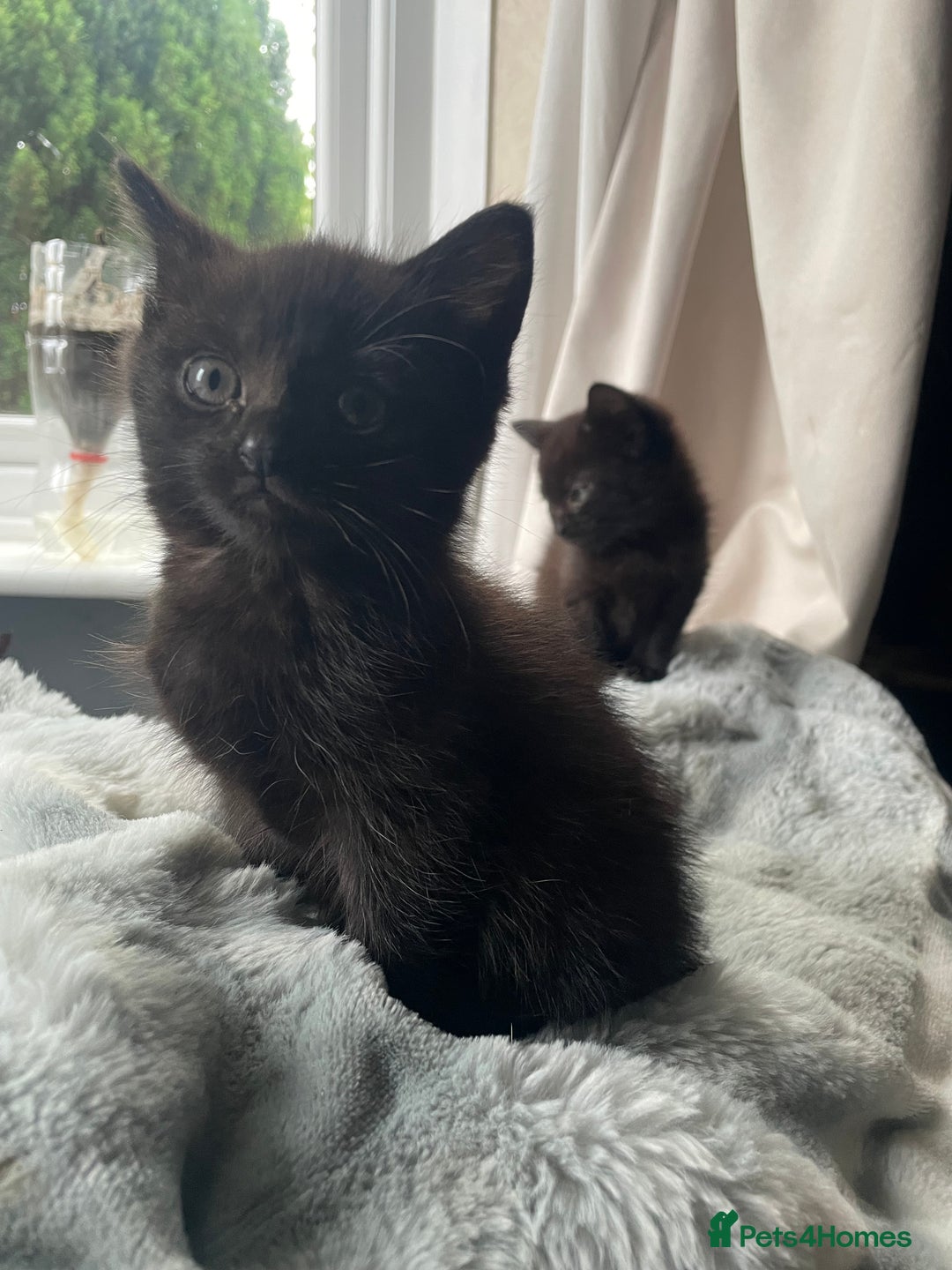 Mixed Breed cats for sale: All black kittens - Image 1