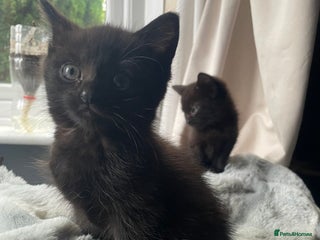 Mixed Breed cats - Advert 6