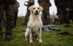 Labrador Retriever dogs for stud: Proven Yellow Labrador Gundog Stud - health tested in Chorley - Image 1