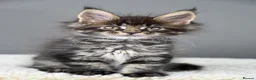 Maine Coon cats for sale: Black Smoke undercoat kittens  - Advert 5
