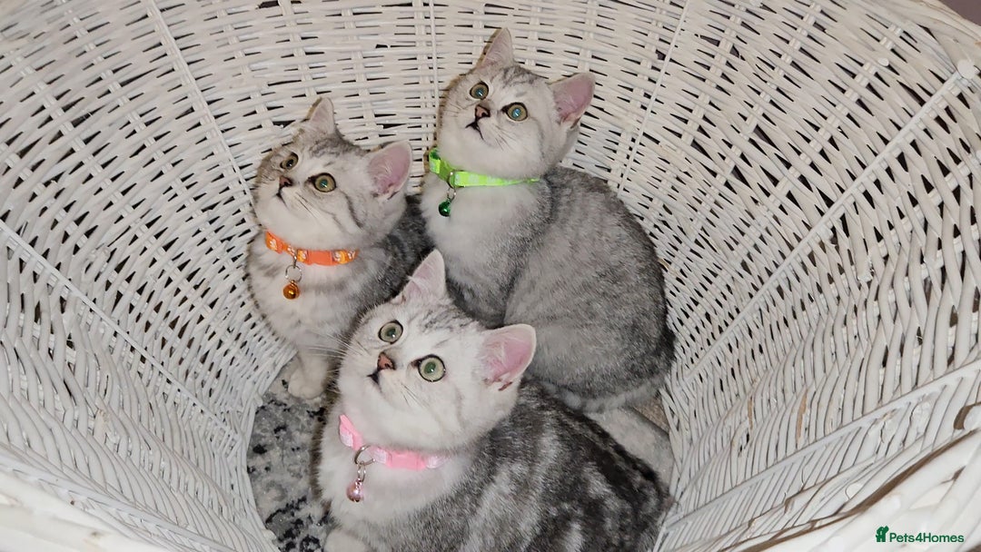 British Shorthair cats for sale: 🏆 Pedigree Silver British Shorthair Kittens 🏆 - Advert 1