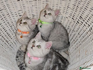 British Shorthair cats 🏆 Pedigree Silver British Shorthair Kittens 🏆 - Advert 2