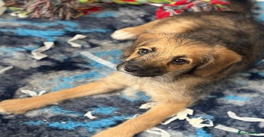 Mixed Breed dogs - Advert 6