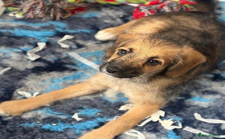 Mixed Breed dogs - Advert 1