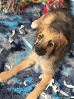 Mixed Breed dogs - Advert 4