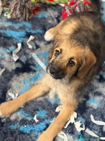 Mixed Breed dogs - Advert 1