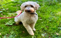 Goldendoodle dogs for sale: Beautiful male Goldendoodle looking for a home - Image 3