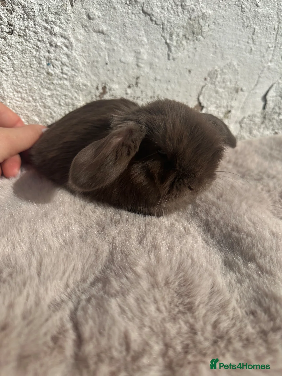 Mini Lop rabbits for sale: Beautiful Chocolate & Beige Mini Lops  - Advert 2