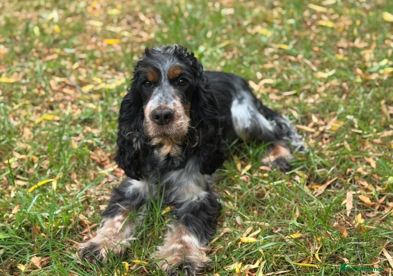 Cocker Spaniel dogs KC REGISTERED 100% SHOWTYPE HEALTH TESTED PARENTS - Advert 2