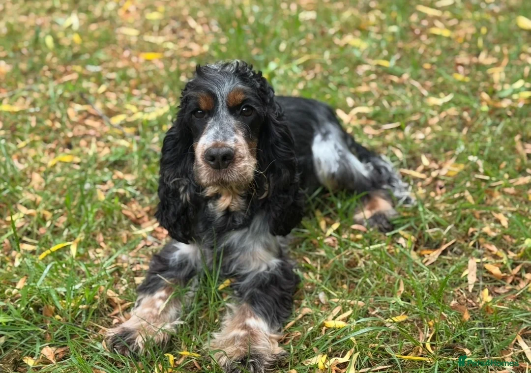 Cocker Spaniel dogs for sale: KC REGISTERED 100% SHOWTYPE HEALTH TESTED PARENTS - Advert 2