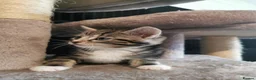 Mixed Breed cats for sale: Extra-cuddly, hand-reared, vet checked kittens  - Advert 21