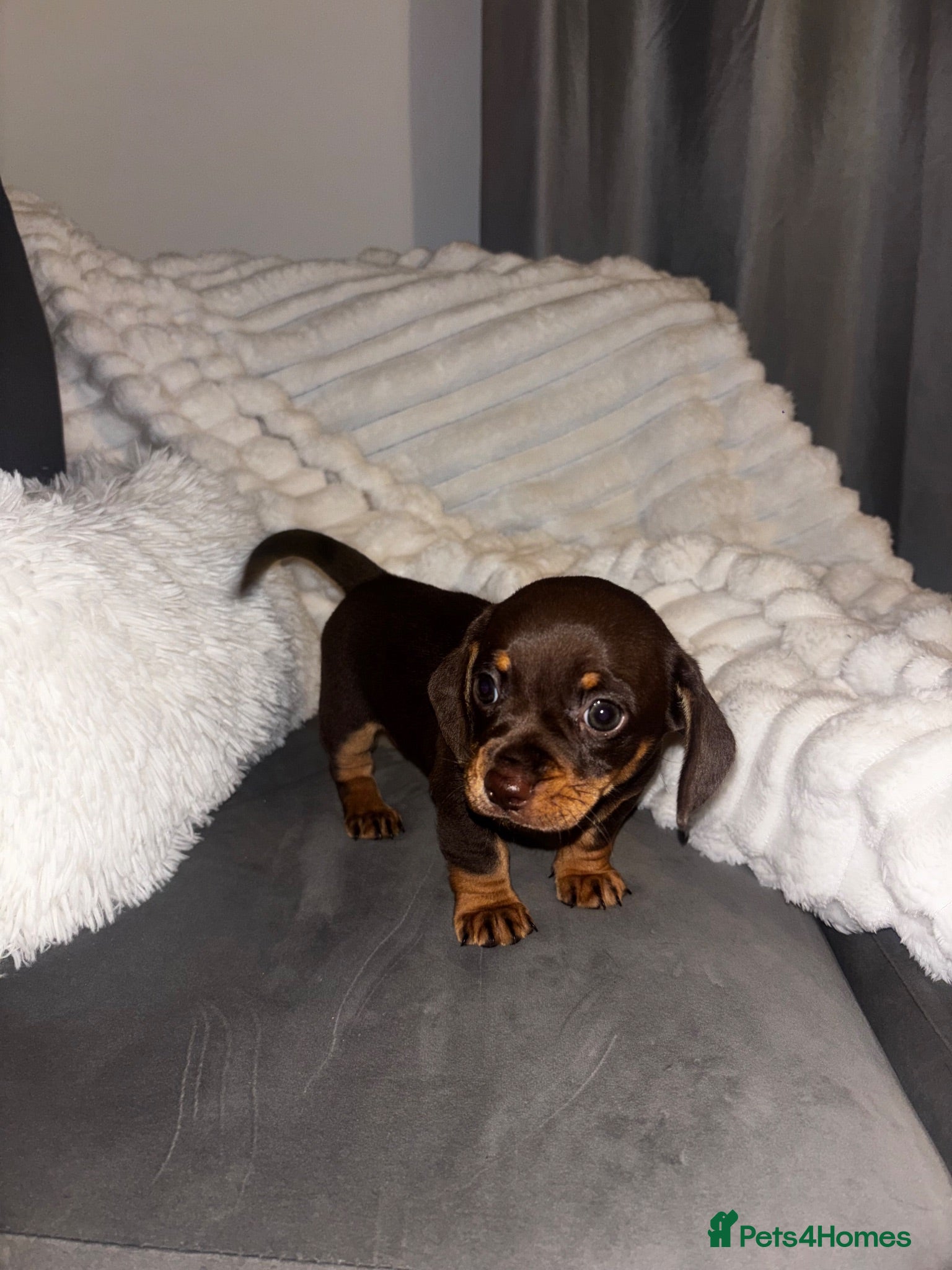 Chiweenie dogs Tiny chocolate Chiweenie boy ready to go now - Advert 1