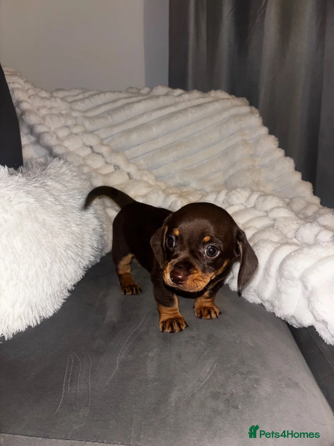 Chiweenie dogs for sale: Tiny chocolate Chiweenie boy ready to go now in Nottingham - Advert 1