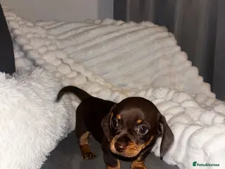 Chiweenie dogs Tiny chocolate Chiweenie boy ready to go now - Advert 2