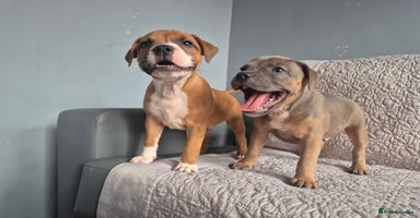 Staffordshire Bull Terrier dogs - Advert 1