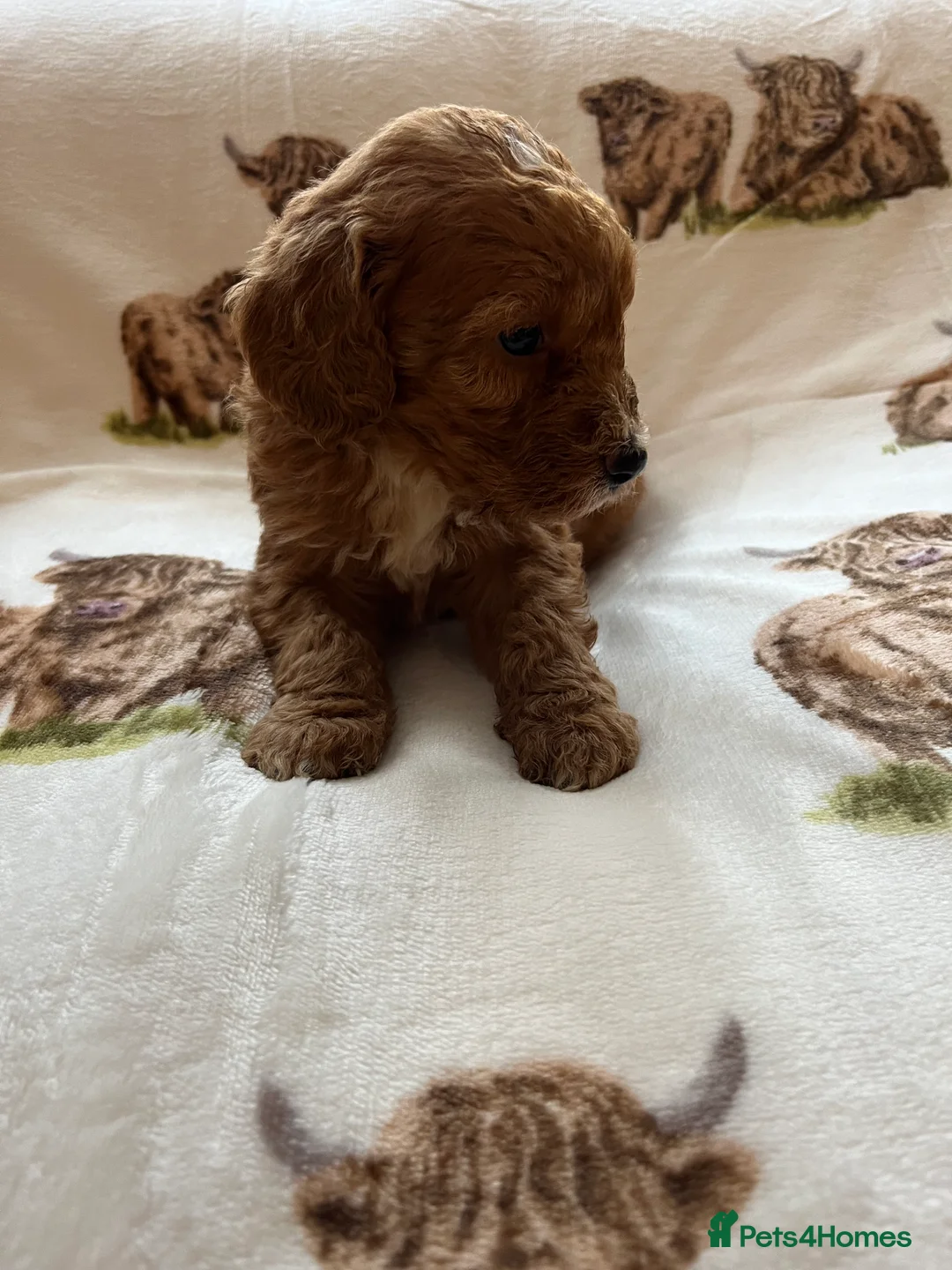Cockapoo dogs for sale:  Stunning F1 DNA clear cockapoo puppies  - Advert 27