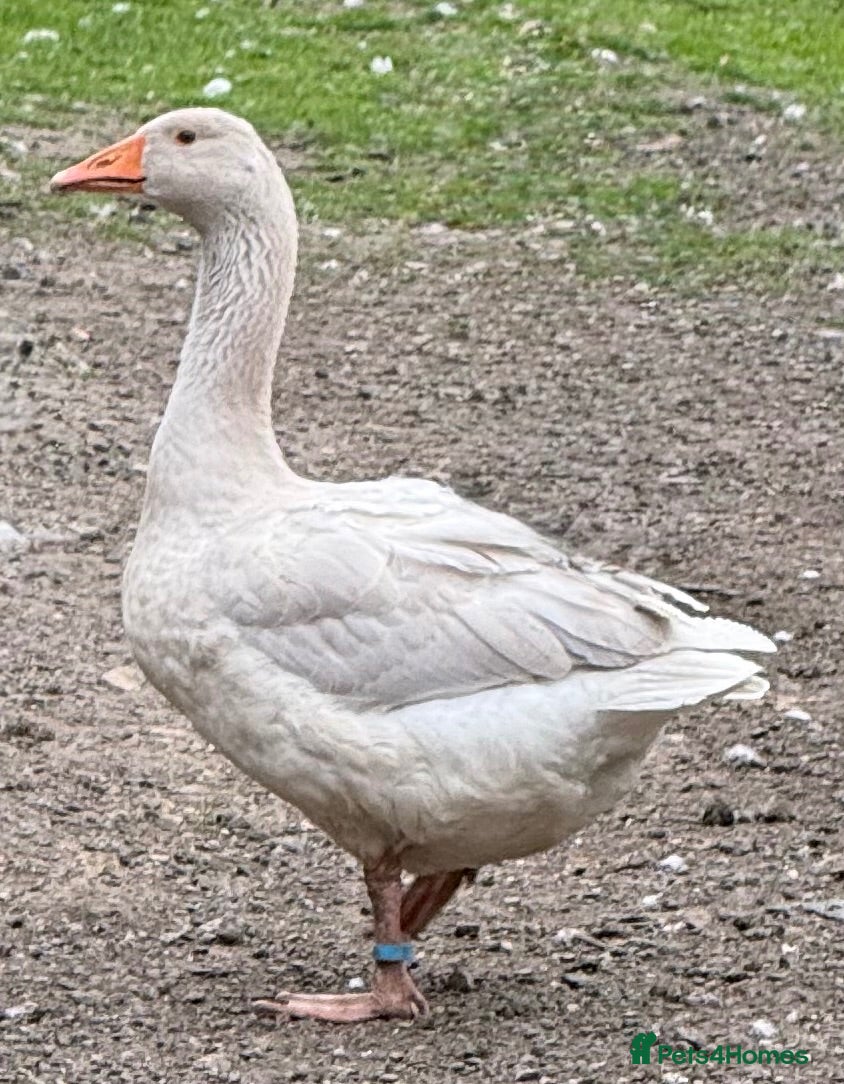 Geese poultry Franconian/Toulouse Ganders - PRICE PER BIRD!! - Advert 1