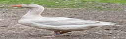 Geese poultry for sale: Franconian/Toulouse Ganders - PRICE PER BIRD!! - Advert 1